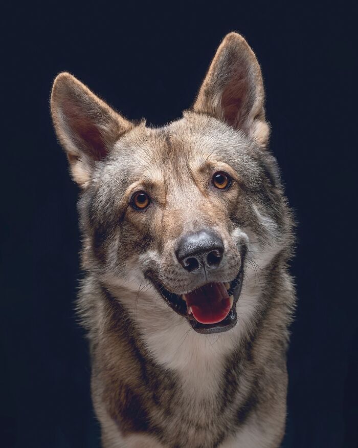 49 Character-Filled Dog Portraits By Elke Vogelsang You Might Instantly Love