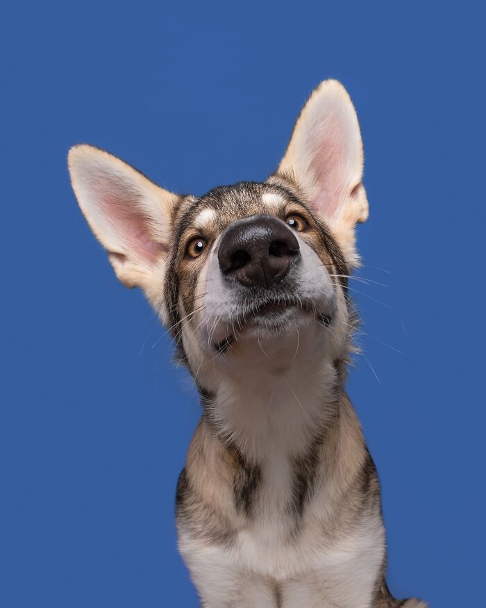 49 Character-Filled Dog Portraits By Elke Vogelsang You Might Instantly Love