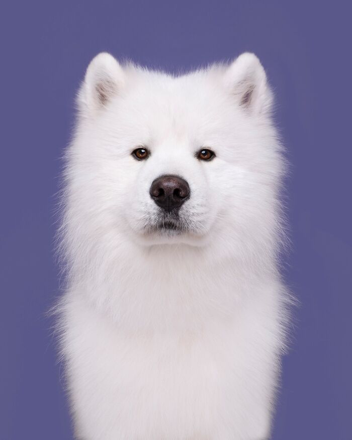 49 Character-Filled Dog Portraits By Elke Vogelsang You Might Instantly Love