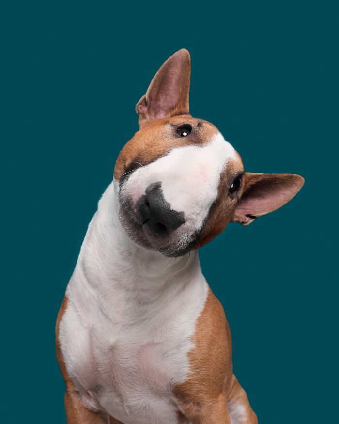 49 Character-Filled Dog Portraits By Elke Vogelsang You Might Instantly Love