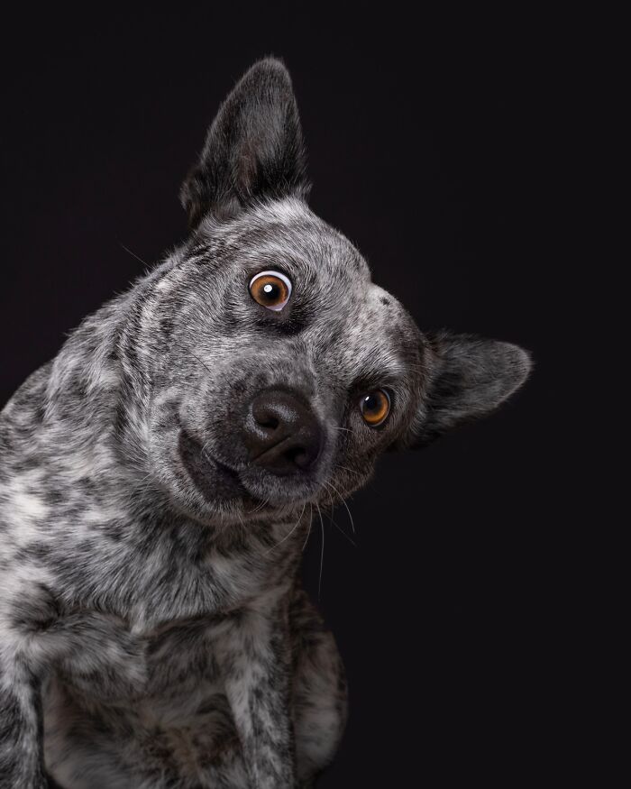 49 Character-Filled Dog Portraits By Elke Vogelsang You Might Instantly Love