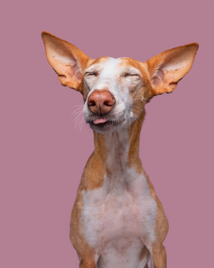 49 Character-Filled Dog Portraits By Elke Vogelsang You Might Instantly Love