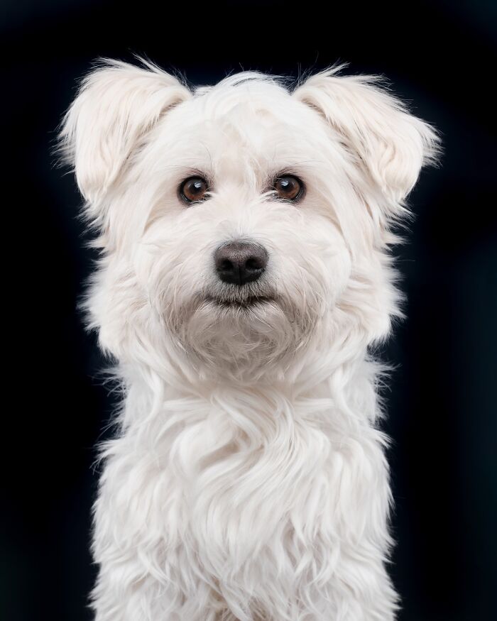 49 Character-Filled Dog Portraits By Elke Vogelsang You Might Instantly Love