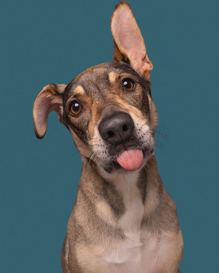 49 Character-Filled Dog Portraits By Elke Vogelsang You Might Instantly Love