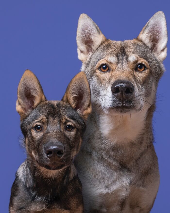 49 Character-Filled Dog Portraits By Elke Vogelsang You Might Instantly Love