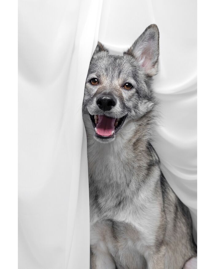 49 Character-Filled Dog Portraits By Elke Vogelsang You Might Instantly Love