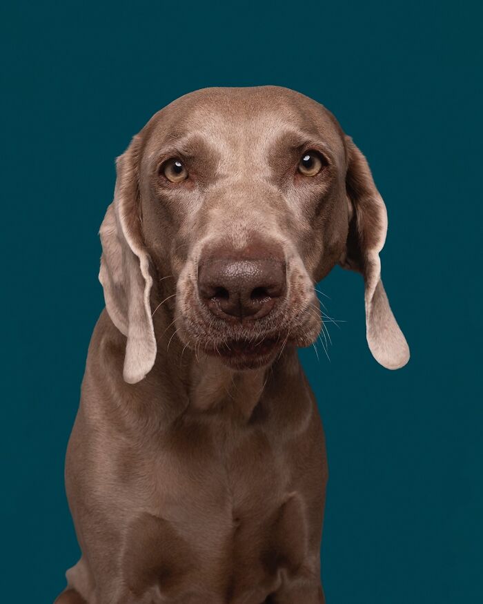 49 Character-Filled Dog Portraits By Elke Vogelsang You Might Instantly Love