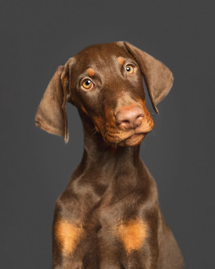 49 Character-Filled Dog Portraits By Elke Vogelsang You Might Instantly Love