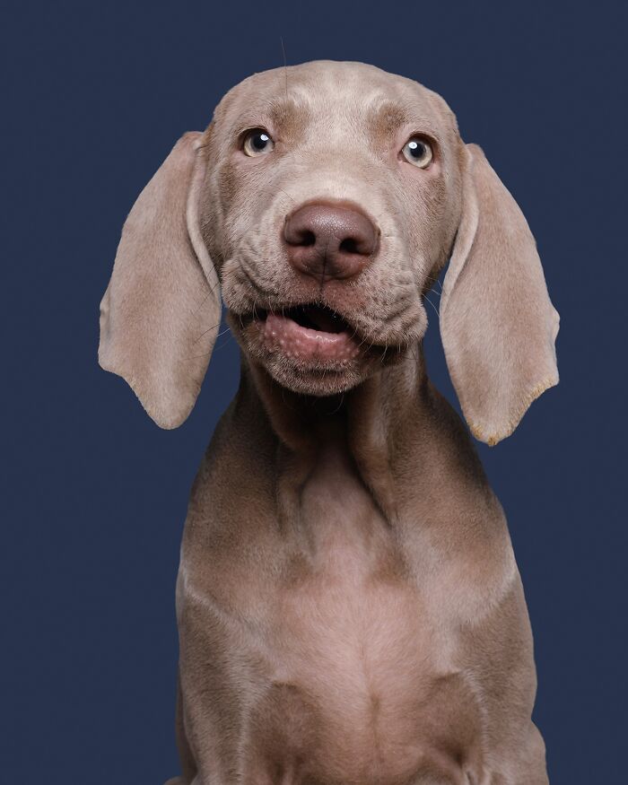 49 Character-Filled Dog Portraits By Elke Vogelsang You Might Instantly Love
