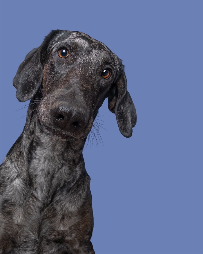 49 Character-Filled Dog Portraits By Elke Vogelsang You Might Instantly Love