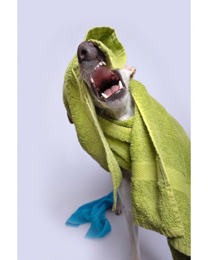 49 Character-Filled Dog Portraits By Elke Vogelsang You Might Instantly Love