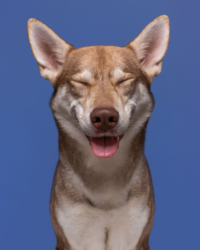 49 Character-Filled Dog Portraits By Elke Vogelsang You Might Instantly Love