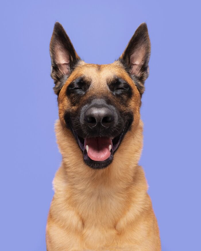 49 Character-Filled Dog Portraits By Elke Vogelsang You Might Instantly Love