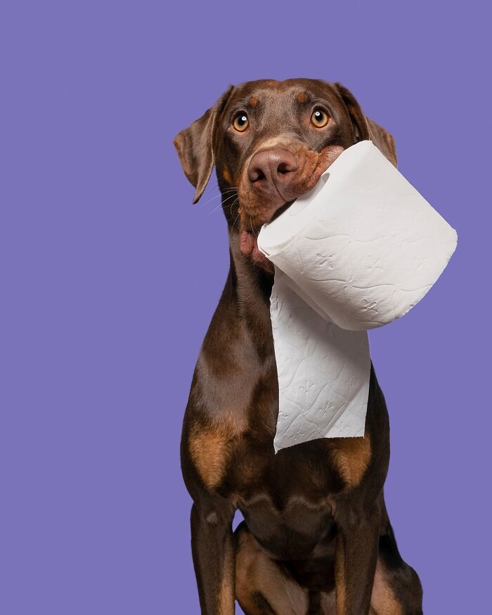 49 Character-Filled Dog Portraits By Elke Vogelsang You Might Instantly Love