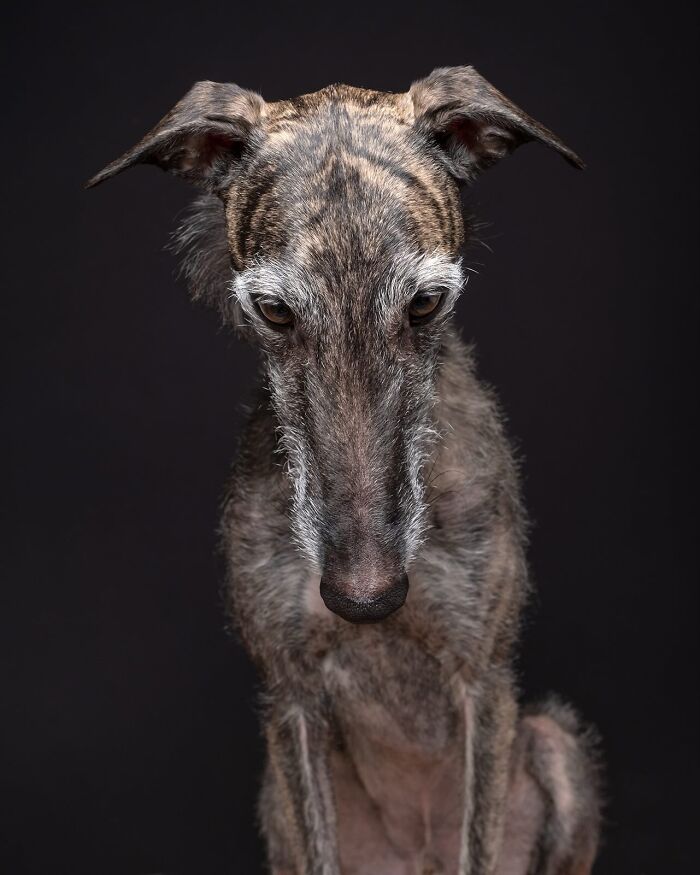 49 Character-Filled Dog Portraits By Elke Vogelsang You Might Instantly Love