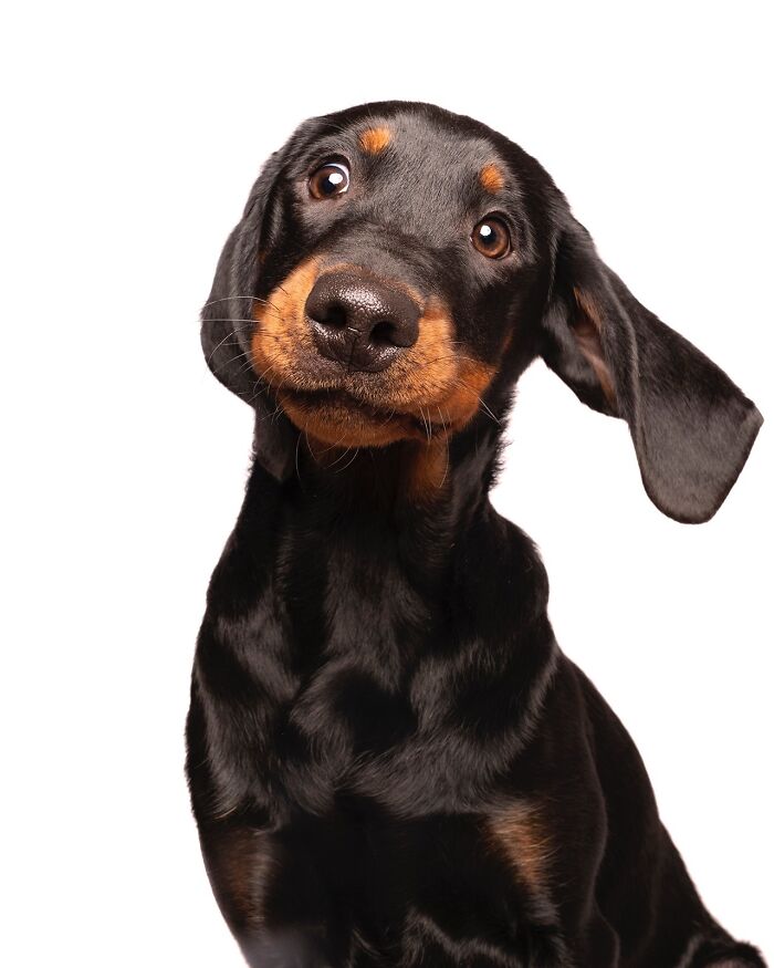 49 Character-Filled Dog Portraits By Elke Vogelsang You Might Instantly Love