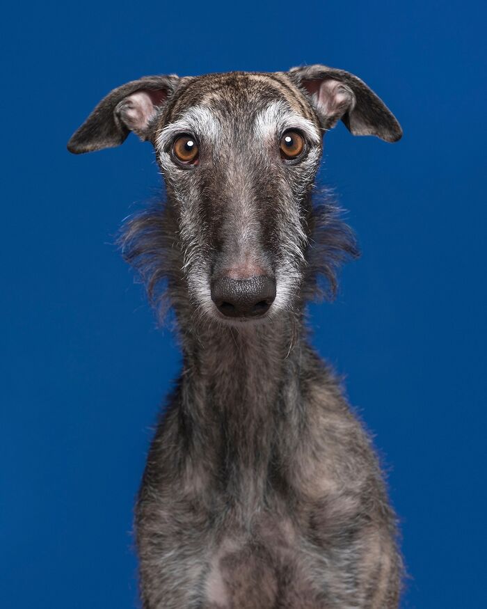 49 Character-Filled Dog Portraits By Elke Vogelsang You Might Instantly Love