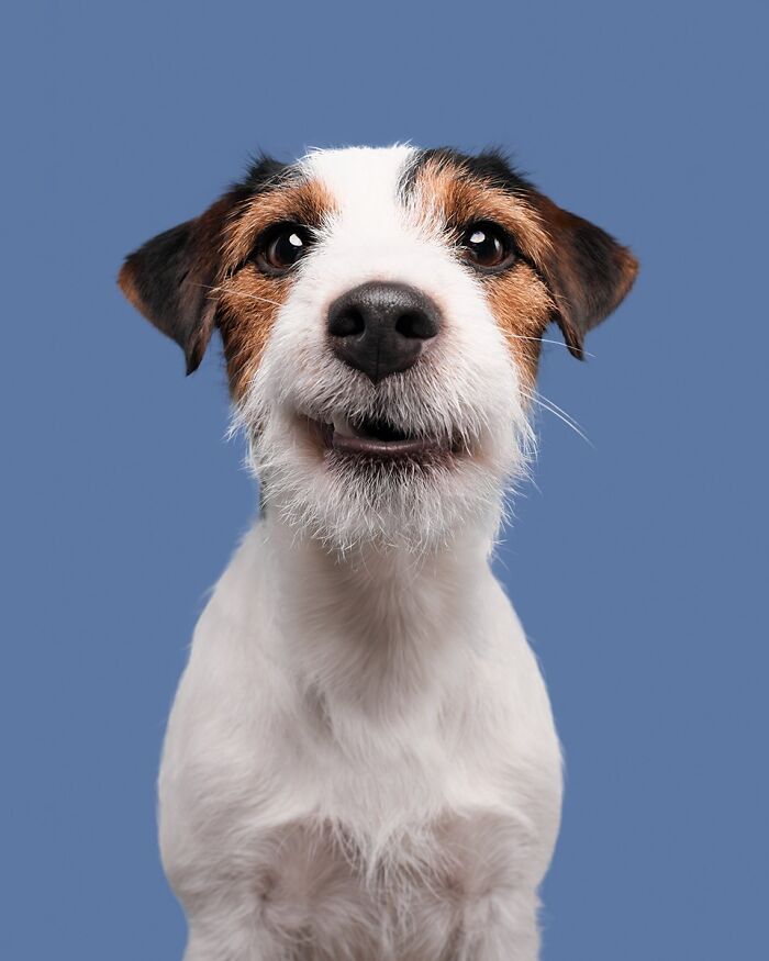 49 Character-Filled Dog Portraits By Elke Vogelsang You Might Instantly Love