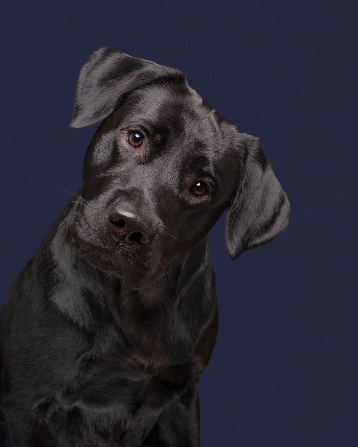 49 Character-Filled Dog Portraits By Elke Vogelsang You Might Instantly Love