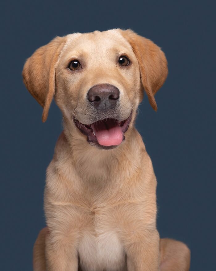 49 Character-Filled Dog Portraits By Elke Vogelsang You Might Instantly Love