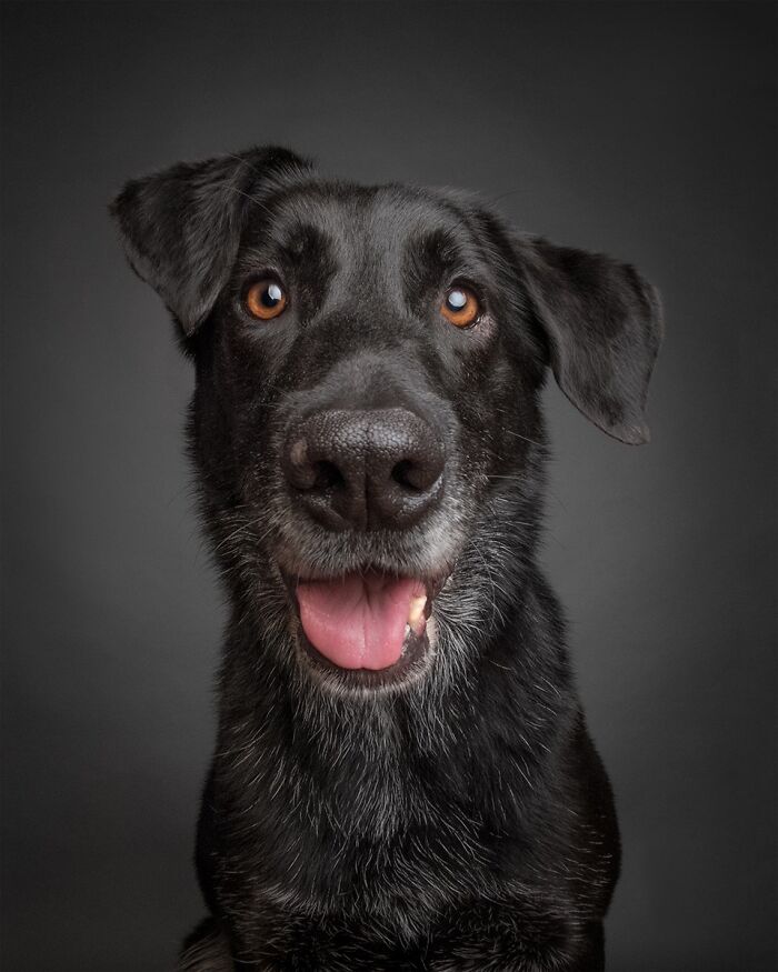 49 Character-Filled Dog Portraits By Elke Vogelsang You Might Instantly Love