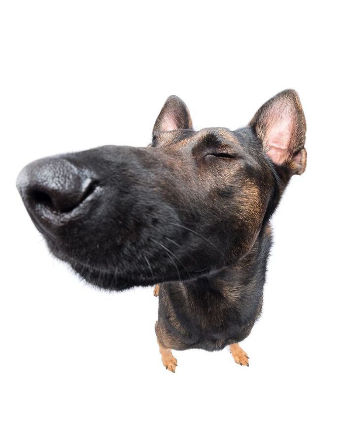 49 Character-Filled Dog Portraits By Elke Vogelsang You Might Instantly Love