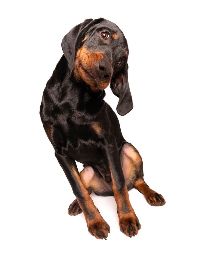 49 Character-Filled Dog Portraits By Elke Vogelsang You Might Instantly Love