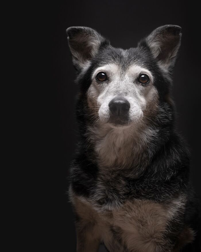 49 Character-Filled Dog Portraits By Elke Vogelsang You Might Instantly Love