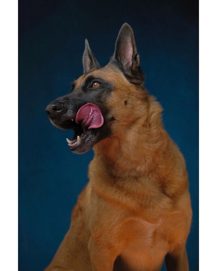 49 Character-Filled Dog Portraits By Elke Vogelsang You Might Instantly Love