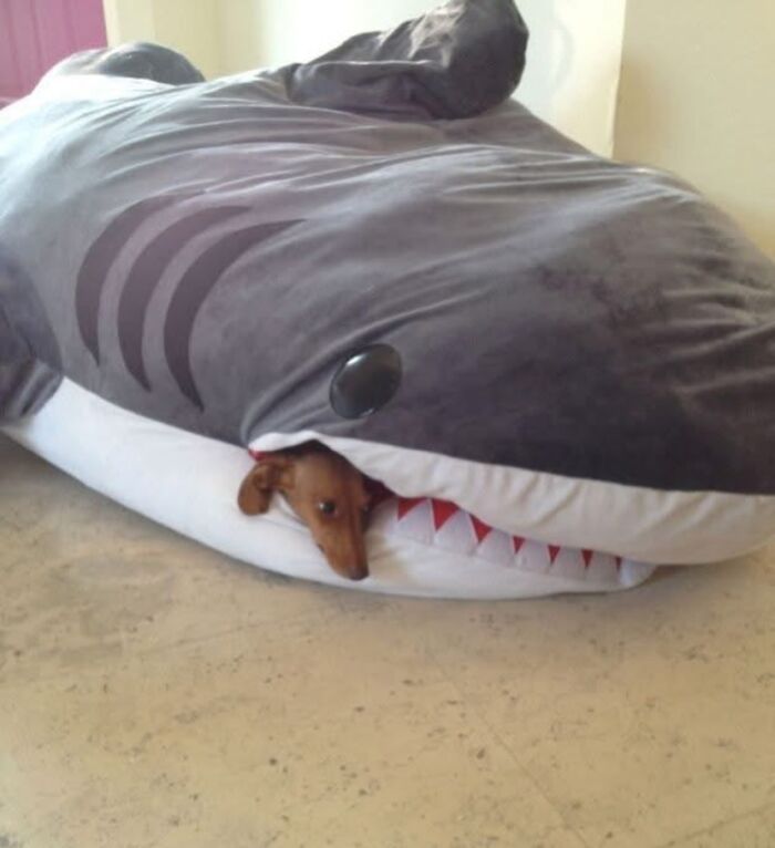 Dogs Being Dogs: 85 Candid Moments From This Page