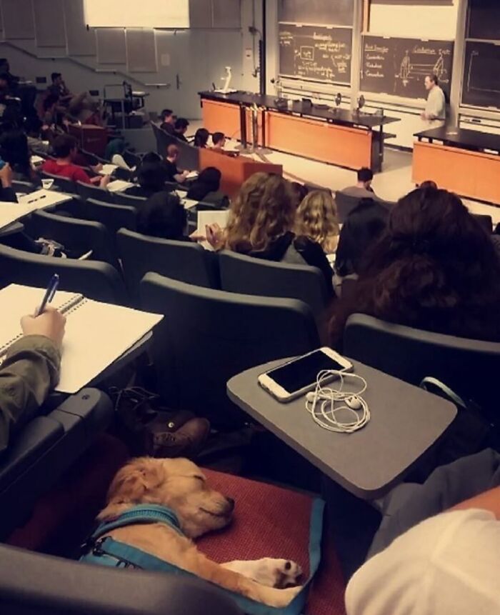 Dogs Being Dogs: 85 Candid Moments From This Page