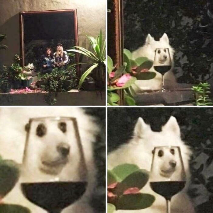 Dogs Being Dogs: 85 Candid Moments From This Page