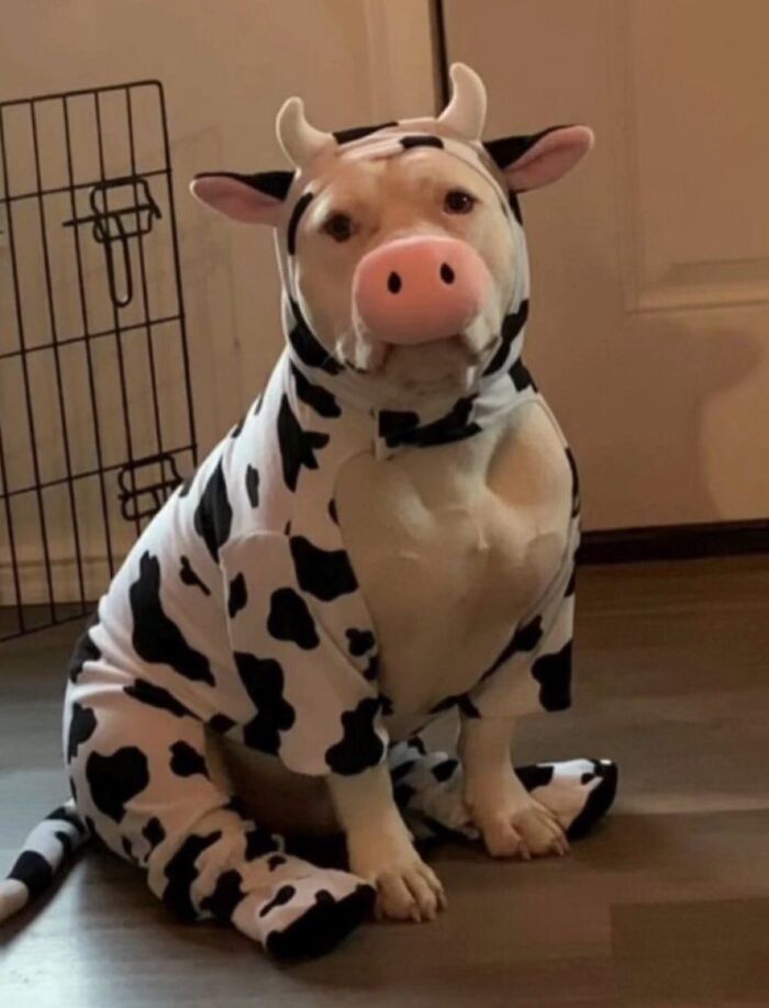 Dogs Being Dogs: 85 Candid Moments From This Page