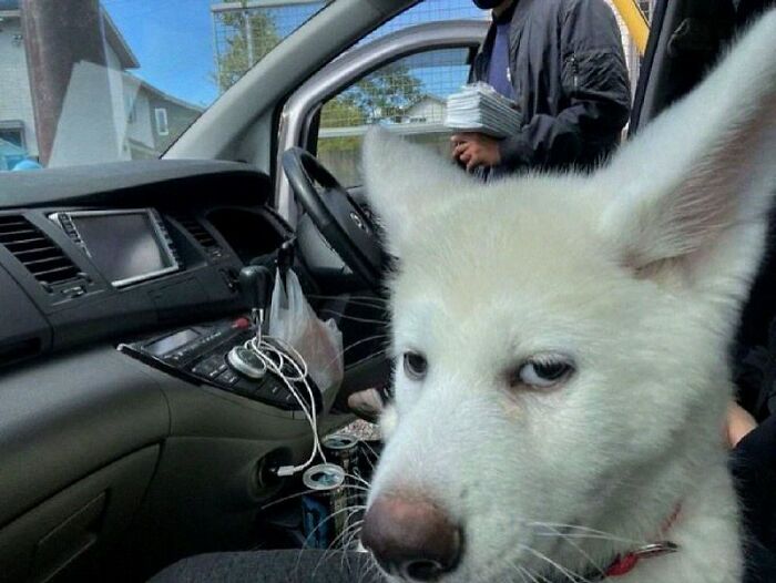 Dogs Being Dogs: 85 Candid Moments From This Page