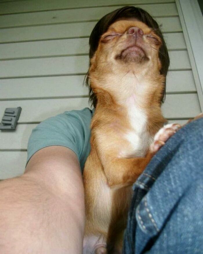 Dogs Being Dogs: 85 Candid Moments From This Page