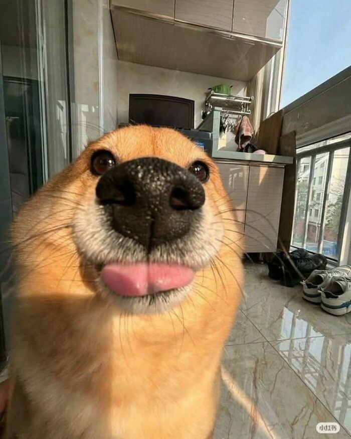 Dogs Being Dogs: 85 Candid Moments From This Page