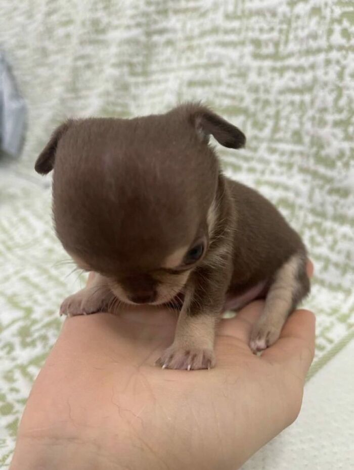 Dogs Being Dogs: 85 Candid Moments From This Page