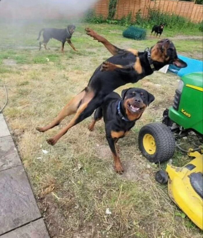 Dogs Being Dogs: 85 Candid Moments From This Page