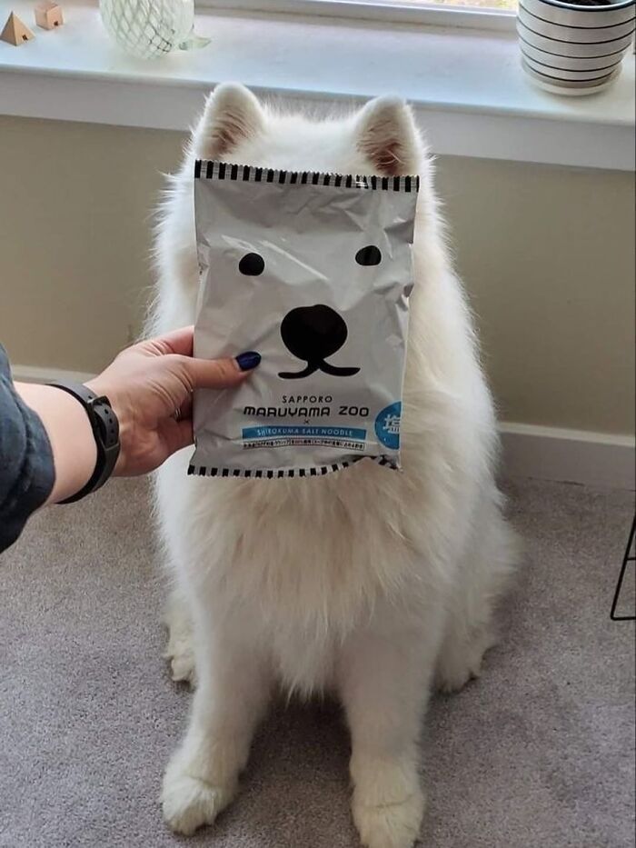 Dogs Being Dogs: 85 Candid Moments From This Page