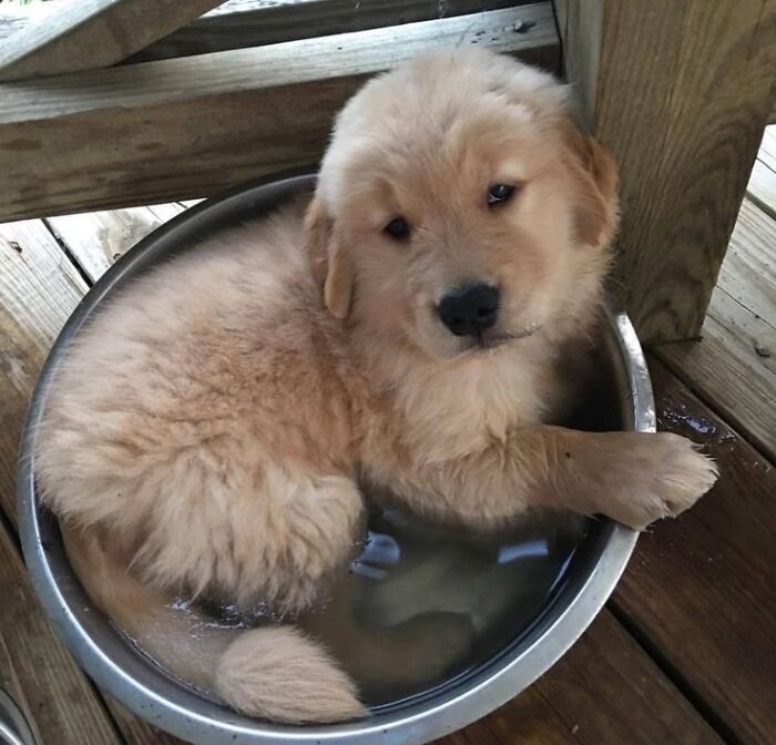 Dogs Being Dogs: 85 Candid Moments From This Page