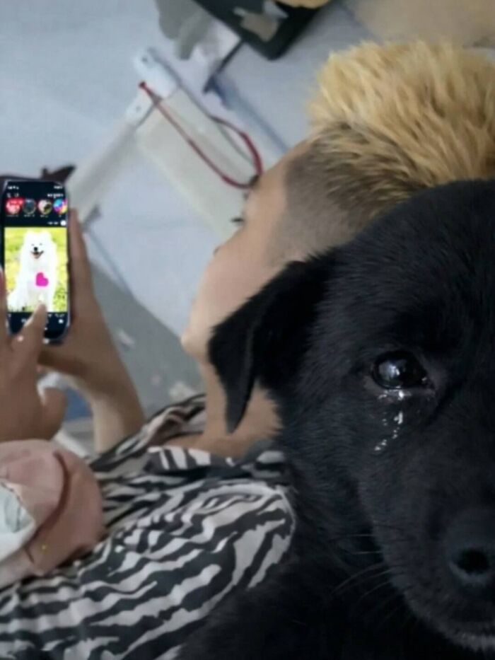 Dogs Being Dogs: 85 Candid Moments From This Page