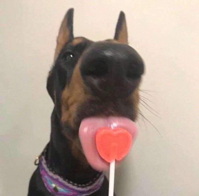 Dogs Being Dogs: 85 Candid Moments From This Page