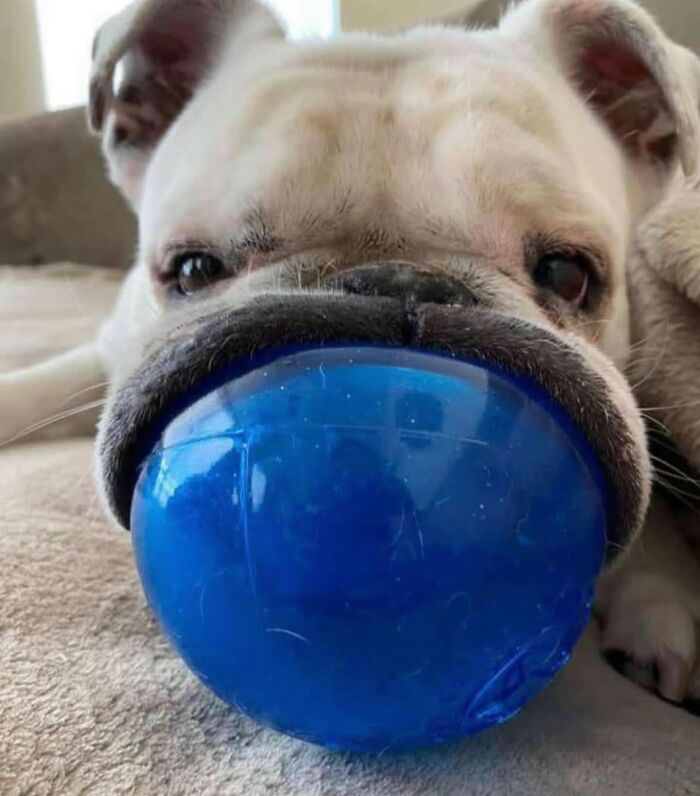 Dogs Being Dogs: 85 Candid Moments From This Page