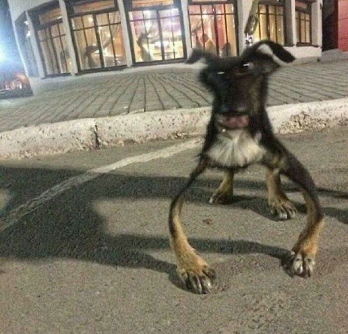 Dogs Being Dogs: 85 Candid Moments From This Page