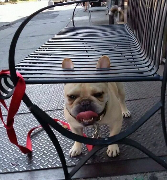 Dogs Being Dogs: 85 Candid Moments From This Page