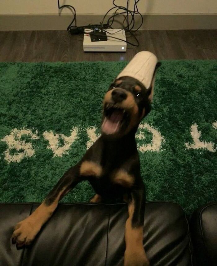 Dogs Being Dogs: 85 Candid Moments From This Page