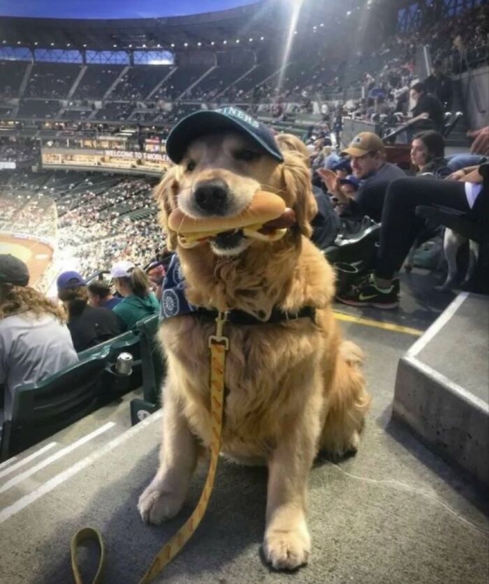 Dogs Being Dogs: 85 Candid Moments From This Page