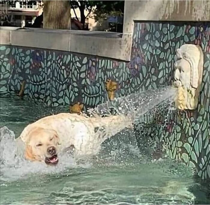 Dogs Being Dogs: 85 Candid Moments From This Page