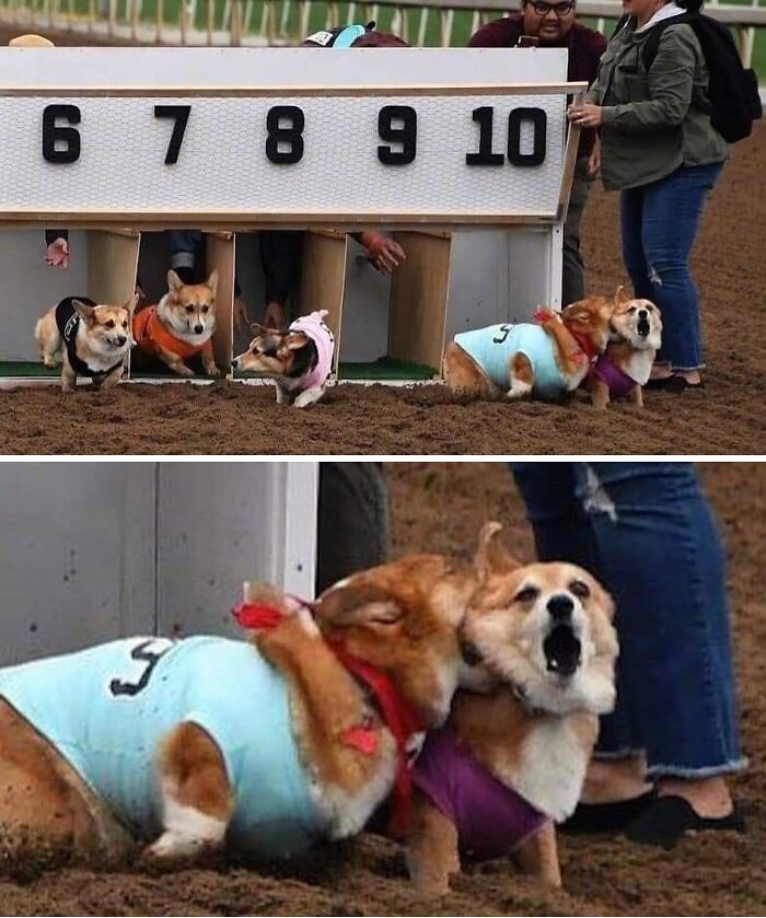 Dogs Being Dogs: 85 Candid Moments From This Page