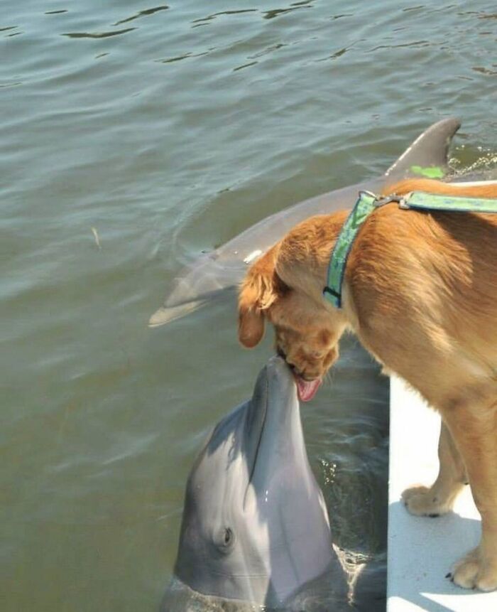 Dogs Being Dogs: 85 Candid Moments From This Page